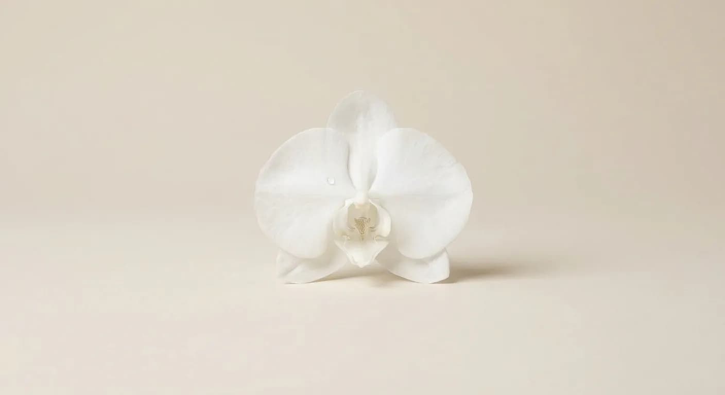 Une orchidée blanche délicate symbolisant la fertilité et la réussite du traitement