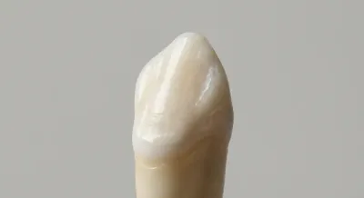 Vue macro minimaliste et détaillée d'une canine montrant sa texture et sa teinte naturelle d'ivoire.