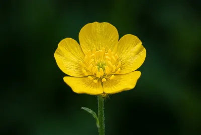 Gros plan minimaliste sur une fleur de bouton d'or