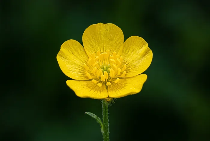 Sulfate de fer et bouton d'or traitement efficace au jardin Gros plan minimaliste sur une fleur de bouton d'or