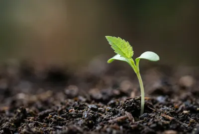 Gros plan minimaliste sur une jeune pousse fragile sortant de la terre, symbole de vie et de patience.