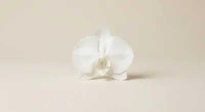 Une orchidée blanche délicate symbolisant la fertilité et la réussite du traitement
