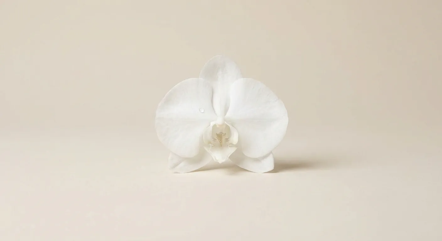 Une orchidée blanche délicate symbolisant la fertilité et la réussite du traitement