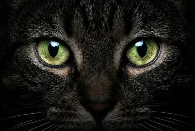 Gros plan macro sur le regard d'un chat exprimant la résilience et la santé