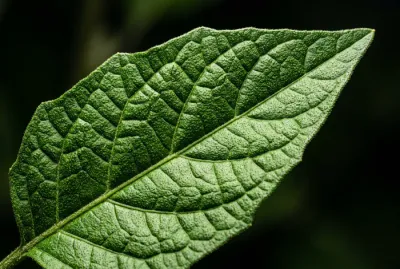 Gros plan macro sur les détails d'une feuille de Solanum malacoxylon
