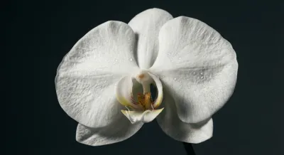 Icône minimaliste d'une orchidée blanche symbolisant la santé féminine.